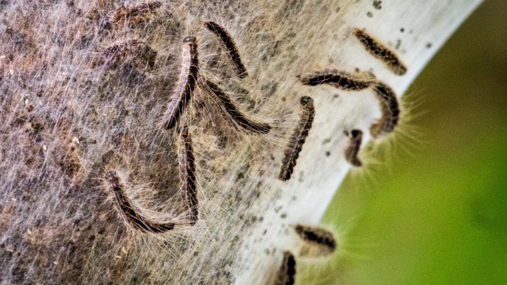 Eikenprocessierupsen bleven jaar of meer ondergronds