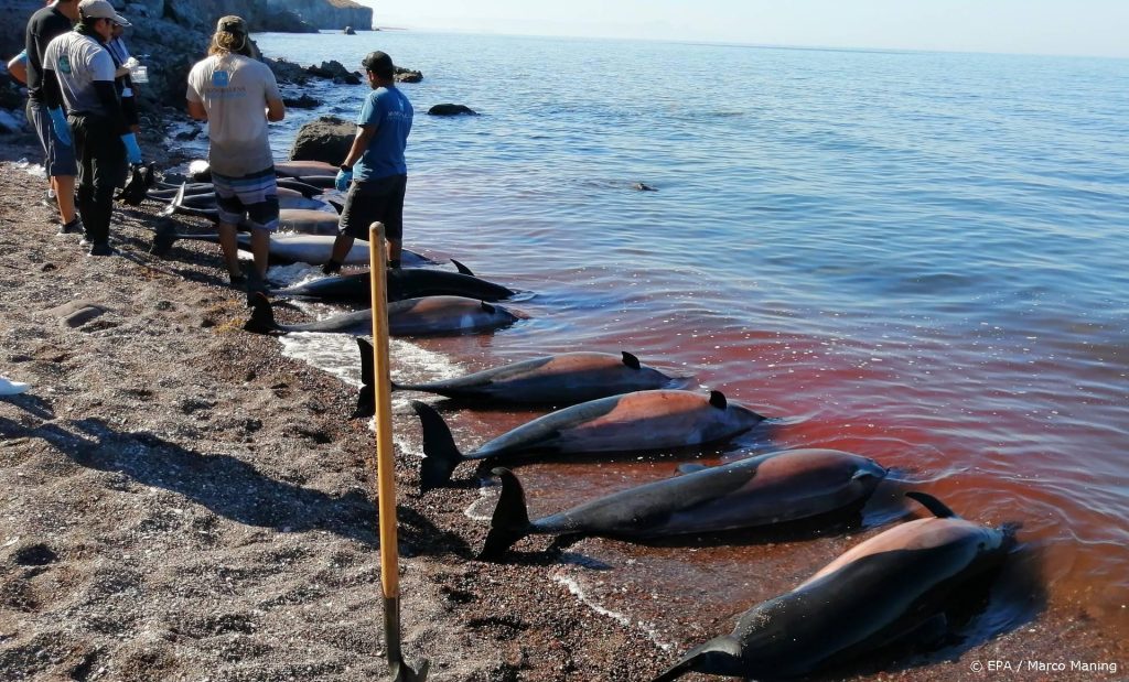 Faeröer beperken na ophef dolfijnenjacht tot 500 dieren