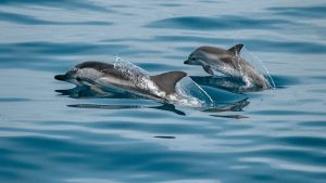 Thumbnail voor Traditionele jacht op Faeröer eilanden 'beperkt' tot 500 dode dolfijnen