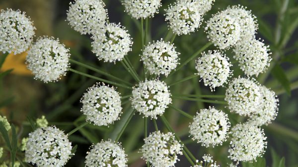 Deze dodelijke plant groeit op steeds meer plekken in Nederlandse bermen