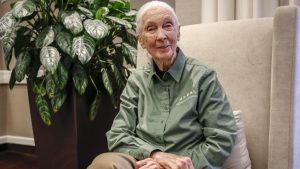 Thumbnail voor Stoer speelgoed: Jane Goodall krijgt identieke Barbiepop (uiteraard mét chimpansee)