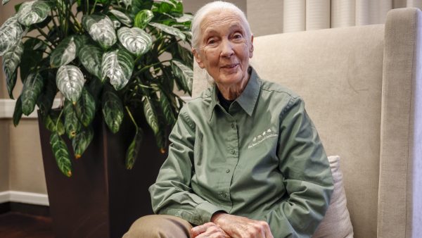 Jane Goodall