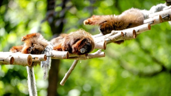 In Avifauna is een zeldzaam aapje geboren: 'Het gaat goed met moeder en baby'