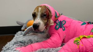 Thumbnail voor Hondje Riona werd in brand gestoken, maar is nu internethit dankzij video's over haar herstel