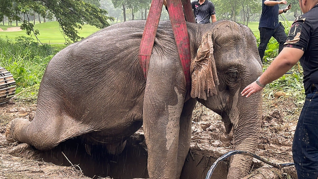 Aziatische olifant gereanimeerd in Thailand na val in afvoerput