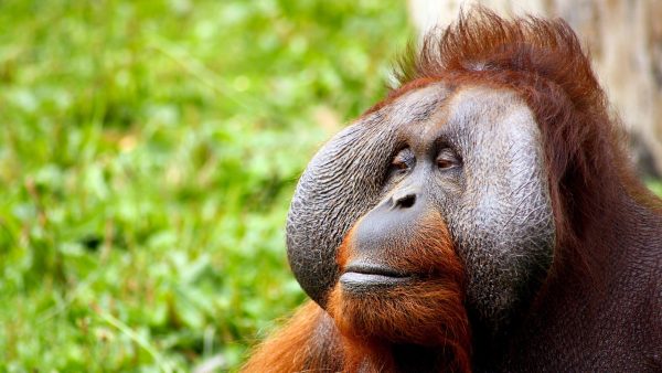 orang-oetans-tinderen-gamen-rhenen-ouwehand