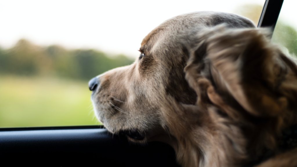 boswandeling Man reist twee uur voor boswandeling, maar laat hond achter in auto