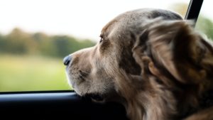 Thumbnail voor Man reist twee uur voor boswandeling, maar laat hond achter in auto