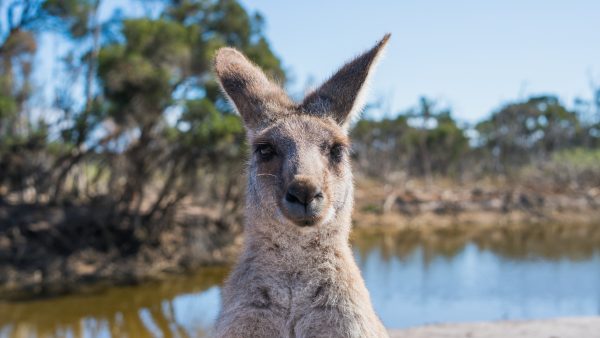 australië-diersoorten-rapport-uitsterven