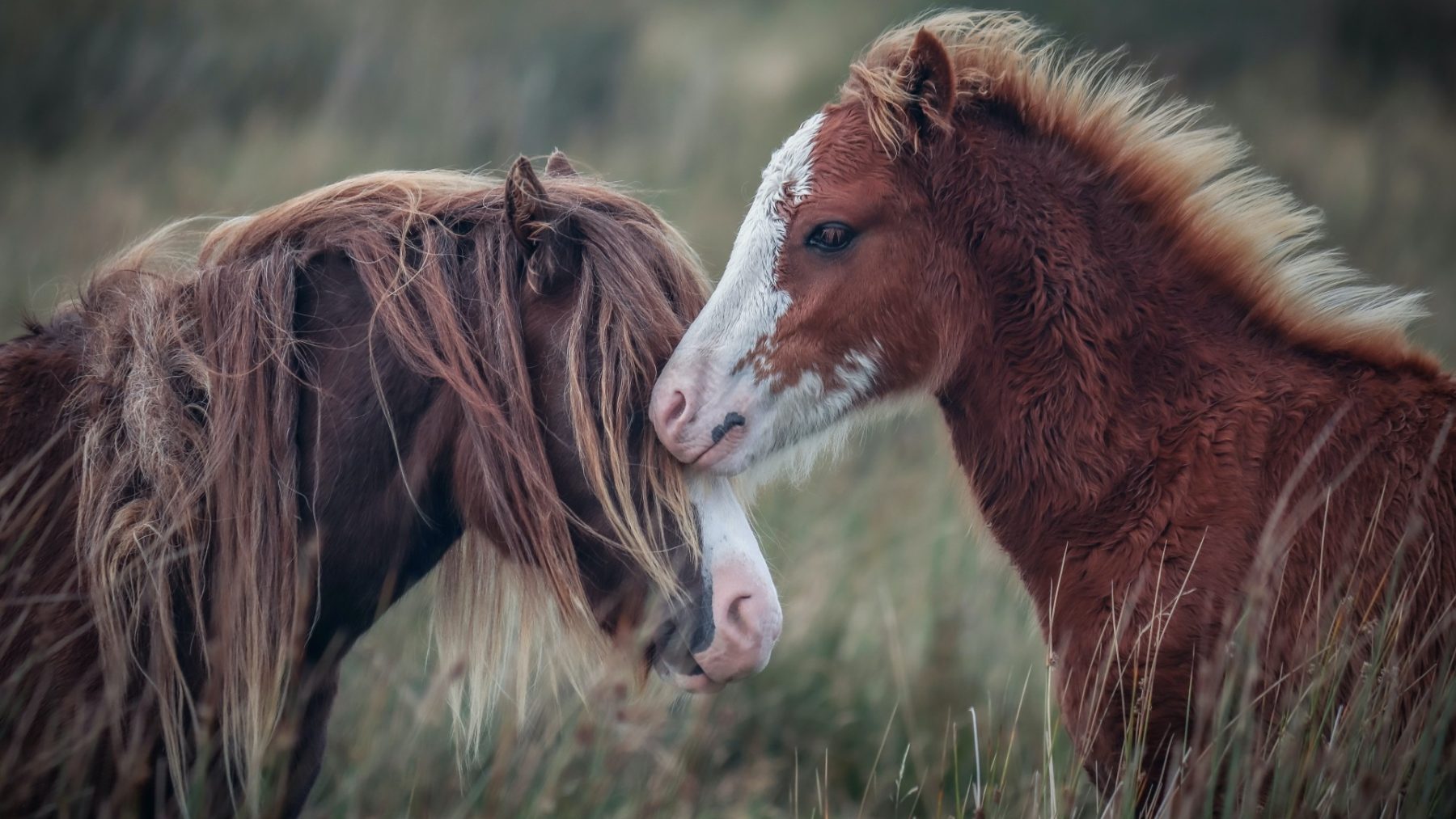 Vijftien kinderen gewond door ongeluk met pony's in Frankrijk