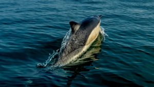 Thumbnail voor Vrouw die op dolfijn klom is juist 'grote dierenvriend': 'Wilde hem geen pijn doen'