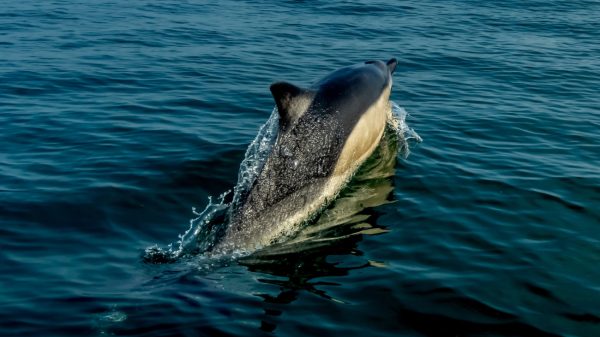 Vrouw die op dolfijn klom is juist 'grote dierenvriend': 'Wilde hem geen pijn doen'