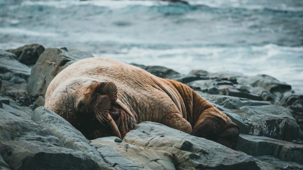 Walrus Freya haalt kattenkwaad uit in Noorse haven: zonnebaden op te kleine bootjes