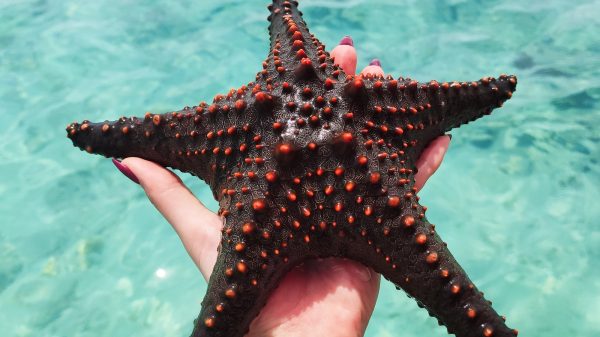 Stop met het eten van zeesterren, klinkt het in Nieuw-Zeeland