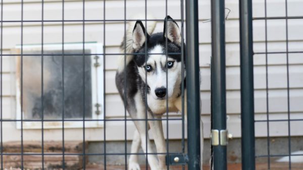 Poolhond verblijft weken in met uitwerpselen bezaaide bijkeuken