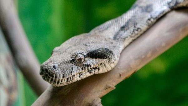 Amerikaanse man vermoord door eigen boa constrictor