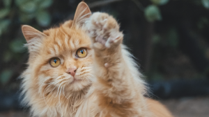 Thumbnail voor Geen verzopen kat, maar een waterrat: deze kater brengt dierenambulance tot wanhoop