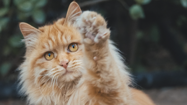 verzopen kat Maine Coon