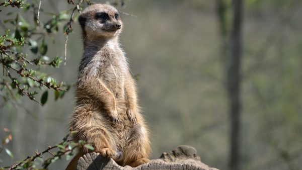 Deze schattige beelden wil je zien: vier baby stokstaartjes geboren