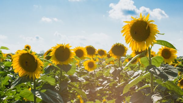 Warm, droog vakantieweer voorspeld voor de maand augustus