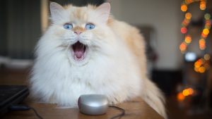 Thumbnail voor Katten worden he-le-maal wild van superspannend videospel 'Stray'