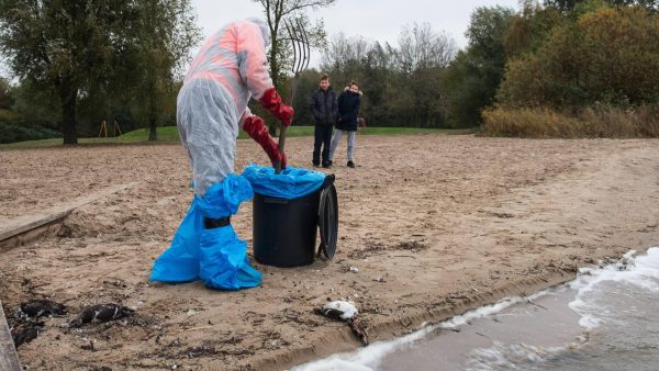 Tientallen dode vogels op stranden Walcheren