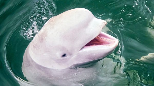Witte dolfijn