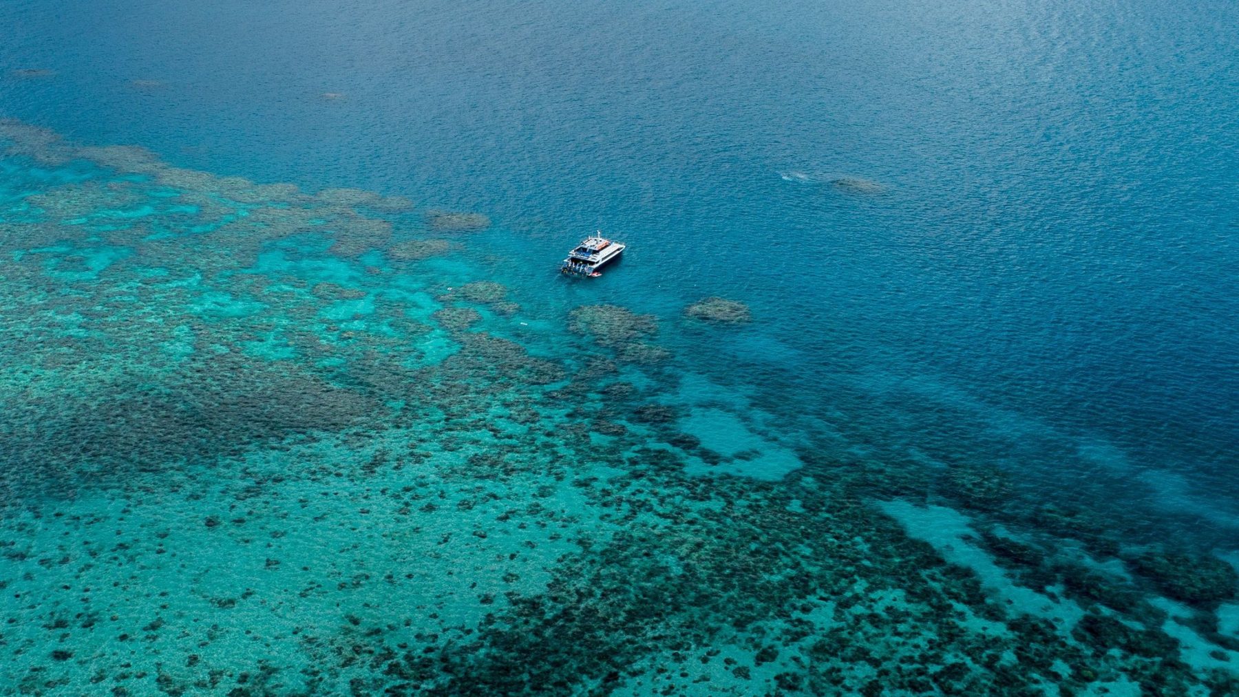 Goed nieuws: nieuw koraal in delen Great Barrier Reef