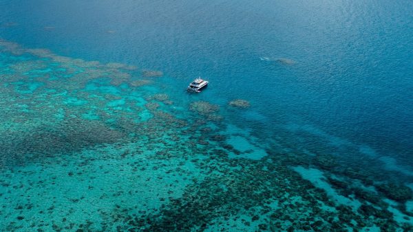 Goed nieuws: nieuw koraal in delen Great Barrier Reef