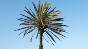 Thumbnail voor Tropisch heterdaadje: man probeert enorme palmboom te stelen op scootmobiel