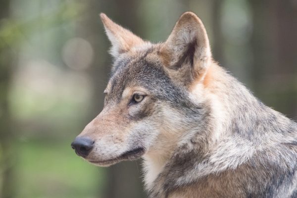 Ouders (nog) onbekend: Nieuwe wolvenwelpen gezien op de Veluwe