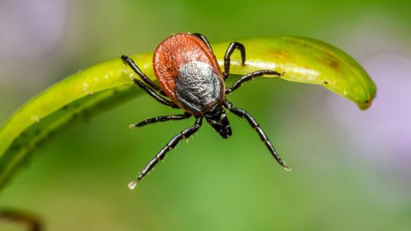 lymevaccin Proefpersonen gezocht: Groot onderzoek naar vaccin tegen Lyme van start