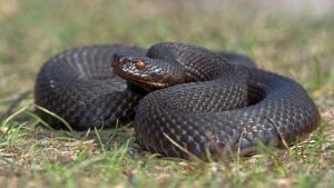 Thumbnail voor Dat is ssschrikken: gezin neemt per ongeluk zwarte slang mee van vakantie
