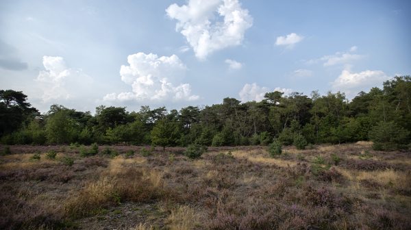 Brand op Limburgse Brunssummerheide, grote kans op uitbreiding