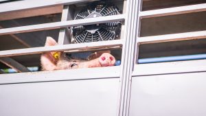 Thumbnail voor Vrachtwagen vol varkens gefilmd in volle zon, dieren happen naar adem
