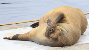 Thumbnail voor Mogelijk euthanasie voor walrus Freya die ook in Nederland opdook