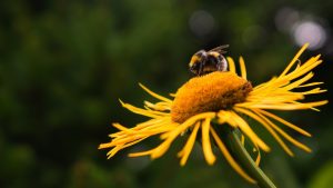 Thumbnail voor Wexit: is dit dé uitvinding tegen wespenoverlast? 'Veilig voor mens en dier'