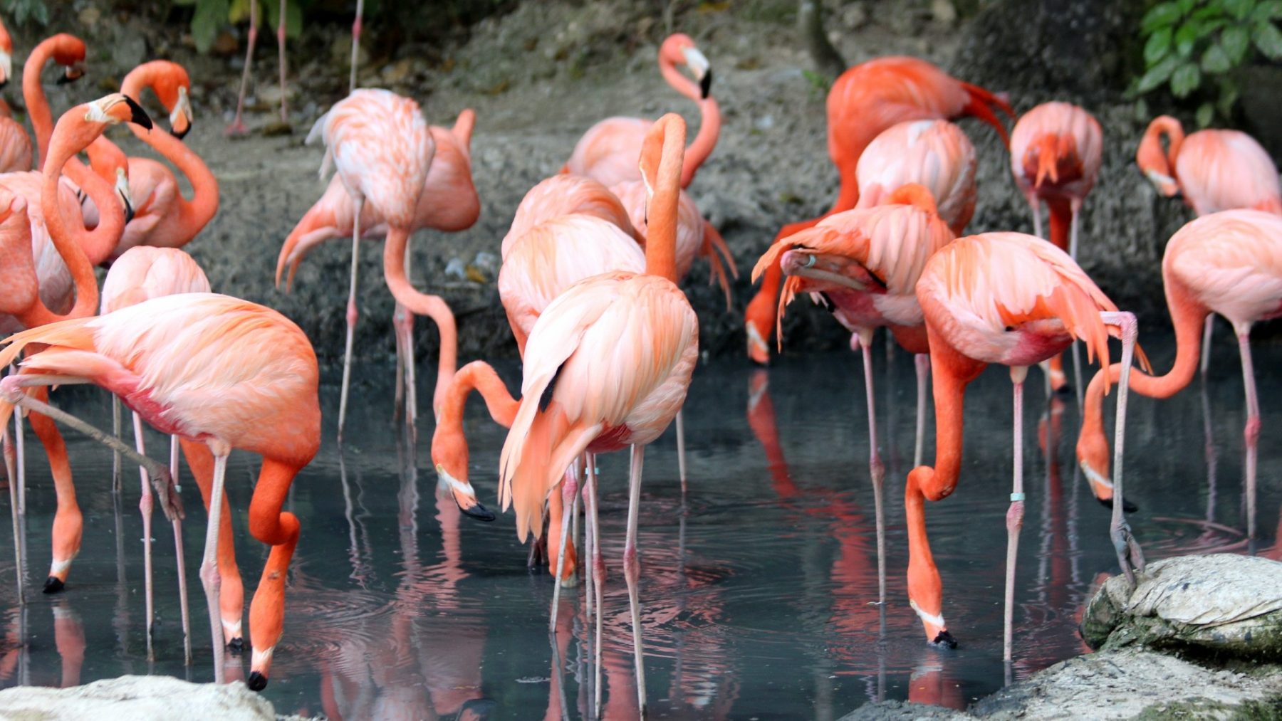 Beschuit met roze muisjes: eerste flamingo-kuikens uit ei gekropen in Diergaarde Blijdorp