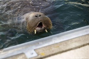 Rondzwervende walrus Freya afgemaakt door Noorse autoriteiten