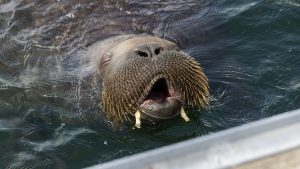 Thumbnail voor Woede over afmaken rondzwervende walrus Freya: 'De mens moet ook alles kapotmaken'