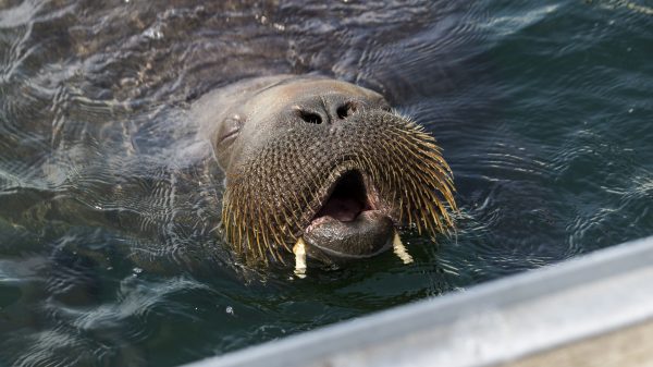 rondzwervende walrus Freya