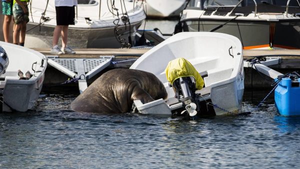 20.000 euro binnen voor beeld van afgemaakte walrus Freya