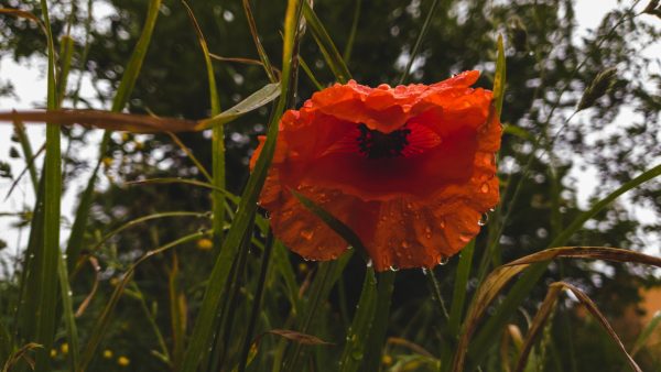 Dansen in de regen: waarom een zomerse bui zo lekker ruikt