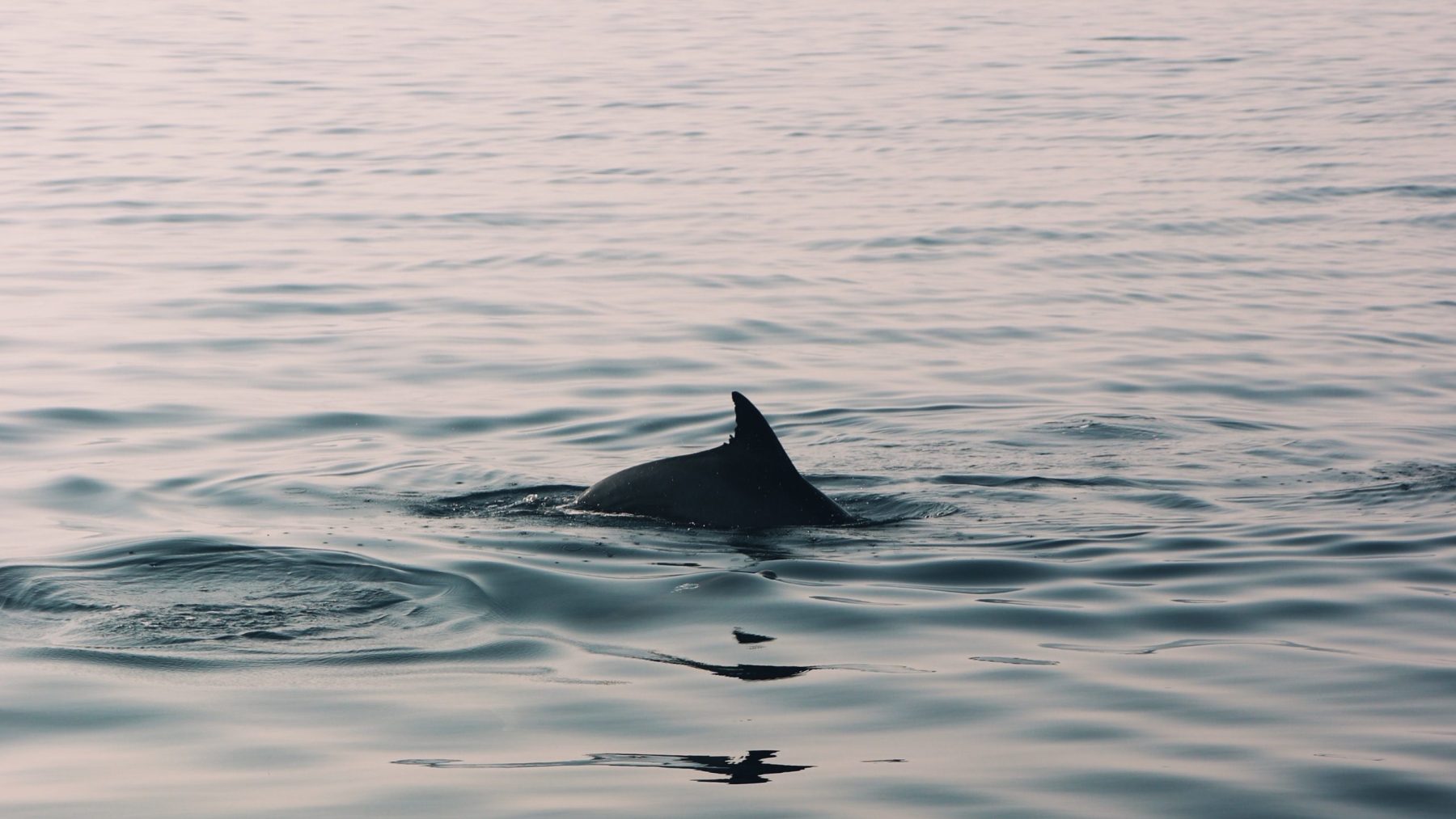 Dode spitssnuitdolfijn aangespoeld op strand van Texel