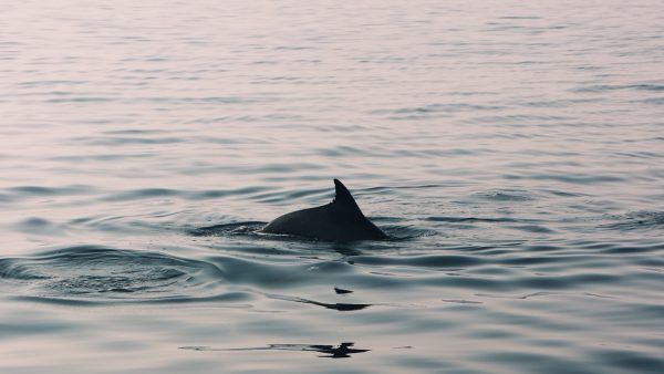 Dode spitssnuitdolfijn aangespoeld op strand van Texel