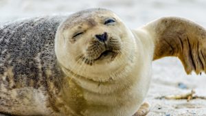 Thumbnail voor Zeehond uit Nieuw-Zeeland breekt in via kattenluik, traumatiseert kat en luiert op de bank