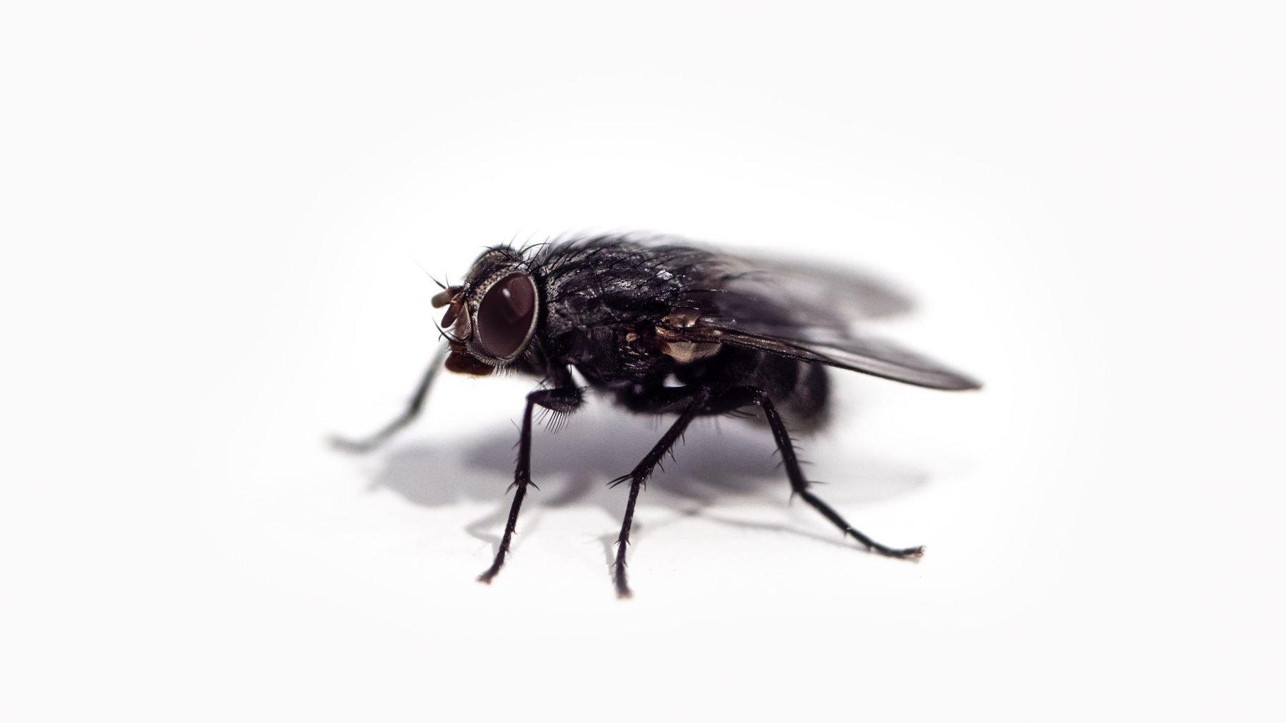 Rottend vlees en krioelende maden