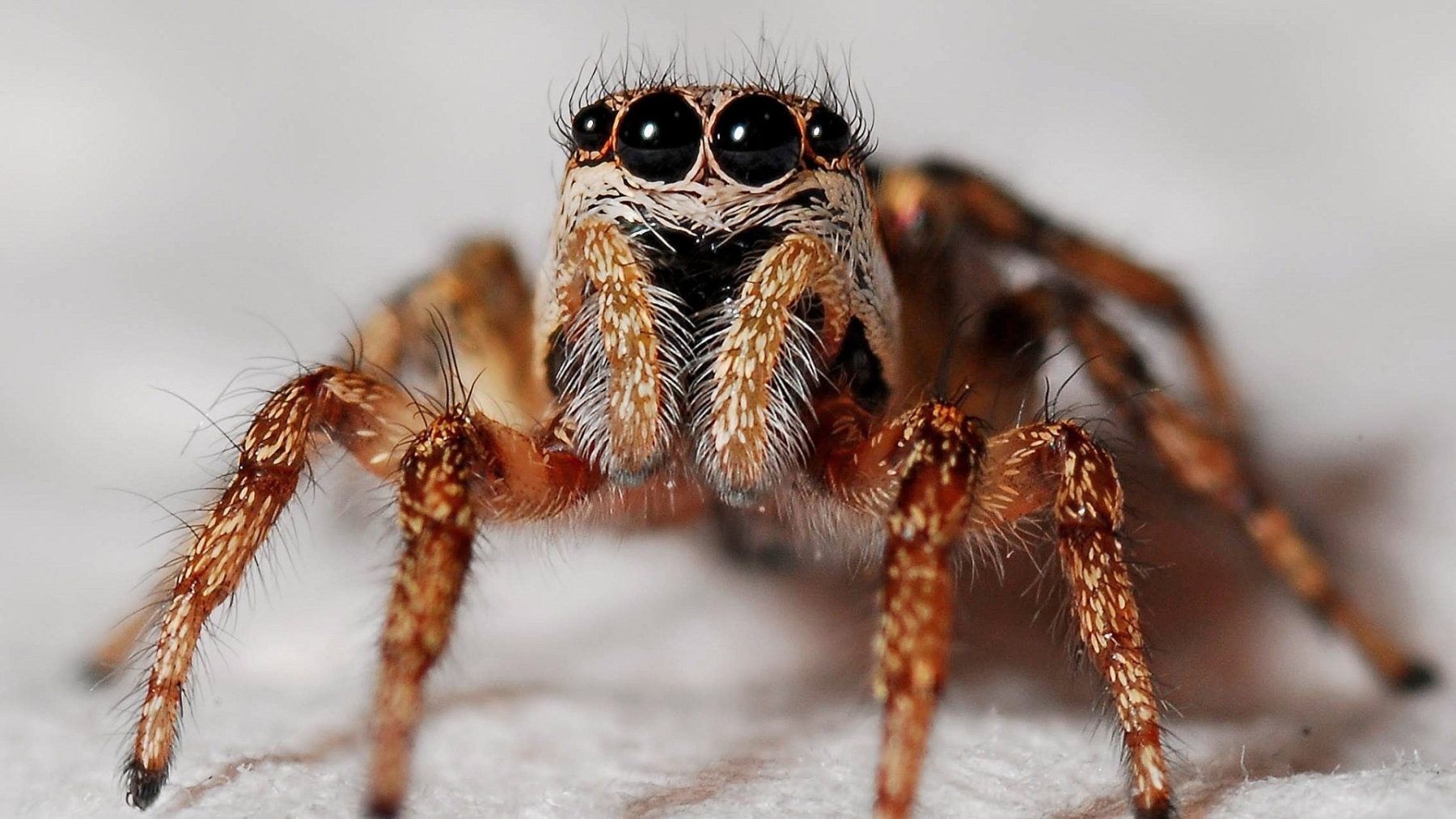 Ja echt: spinnen dromen net als wij, blijkt uit nieuw onderzoek