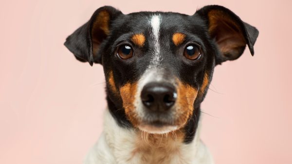 honden huilen van geluk