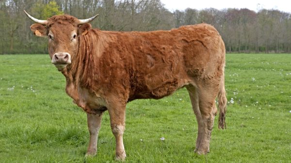 Gevaarlijke stier op vrije voeten in Westendorp